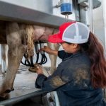 Impulsan producción de leche pasteurizada y accesible con Chapingo te alimenta en casa