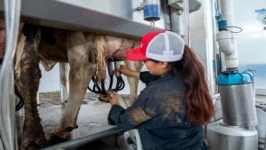Impulsan producción de leche pasteurizada y accesible con Chapingo te alimenta en casa