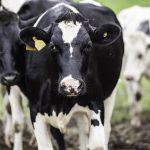 Jalisco reina en producción lechera, pero enfrenta desafíos estructurales que limitan su potencial