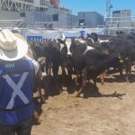 México apuesta fuerte al hato lechero más de 1,500 vacas de alta genética llegaron desde Australia