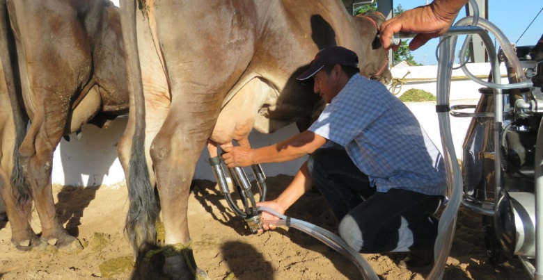 Peligra sector de la leche debido a bajo consumo en Yucatán