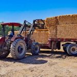Productores de Meoqui reciben 1.800 pacas de rastrojo para enfrentar la sequía y sostener la actividad ganadera