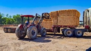 Productores de Meoqui reciben 1.800 pacas de rastrojo para enfrentar la sequía y sostener la actividad ganadera