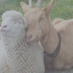 Repunte ganadero en Tlaxcala crece la producción de carne y leche en el primer cuatrimestre del año