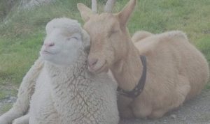 Repunte ganadero en Tlaxcala crece la producción de carne y leche en el primer cuatrimestre del año