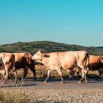 Sequía golpea al sector lechero de Aguascalientes