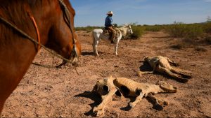Sequía histórica golpea al norte de México Los pozos se secan