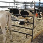 Sufren estrés vacas lecheras por altas temperaturas en la región centro-sur
