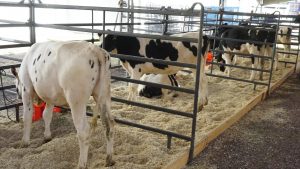 Sufren estrés vacas lecheras por altas temperaturas en la región centro-sur