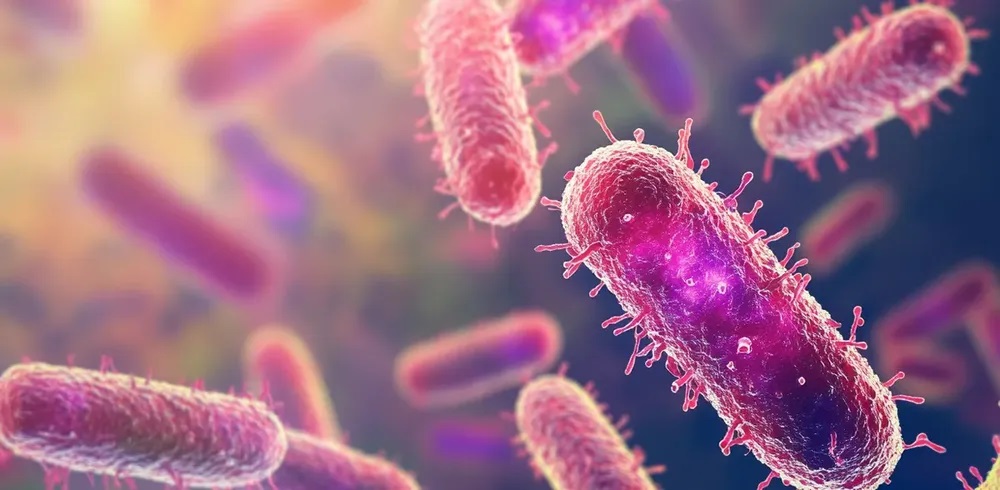Un nuevo estudio muestra que el consumo de leche mejora la biodiversidad intestinal y el queso reduce ciertos microbios
