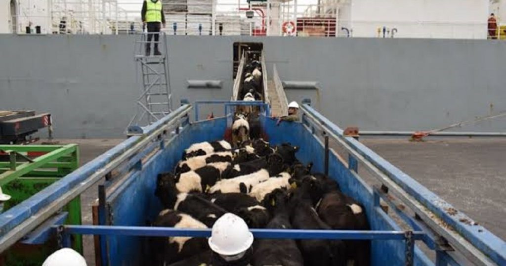 Vacas lecheras llegan a Mazatlán desde Australia