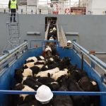 Vacas lecheras llegan a Mazatlán desde Australia