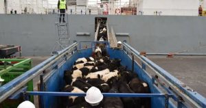 Vacas lecheras llegan a Mazatlán desde Australia