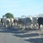 Ahome Busca Mejor Precio para su Leche con LICONSA