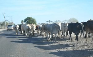 Ahome Busca Mejor Precio para su Leche con LICONSA