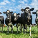 Alerta Europa Gripe Aviar en Vacas Lecheras