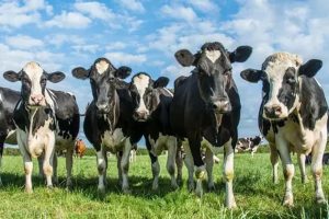 Alerta Europa Gripe Aviar en Vacas Lecheras