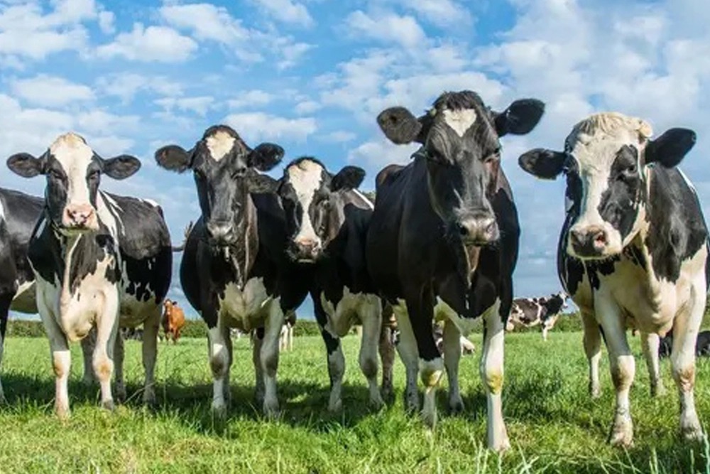 Alerta Europa Gripe Aviar en Vacas Lecheras