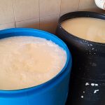 Alerta Sanitaria Brucelosis Amenaza Ganadería