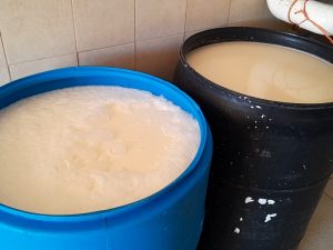 Alerta Sanitaria Brucelosis Amenaza Ganadería