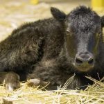 China clona el primer yak del mundo