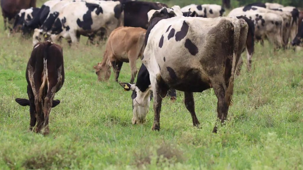 Crisis Ganadera Sequía Aniquila 40% del Hato en SJR