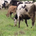 Crisis Ganadera Sequía Aniquila 40% del Hato en SJR