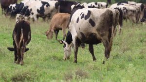 Crisis Ganadera Sequía Aniquila 40% del Hato en SJR