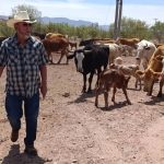 Crisis Múltiple Sonora Asfixia a Ganaderos