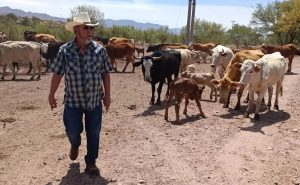 Crisis Múltiple Sonora Asfixia a Ganaderos