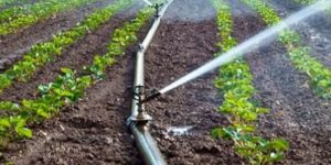 Inseguridad Dispara Precios del Campo
