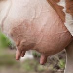 Maravilla láctea La vaca Mandya produce leche sin parir