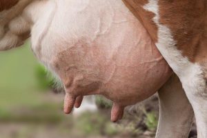 Maravilla láctea La vaca Mandya produce leche sin parir