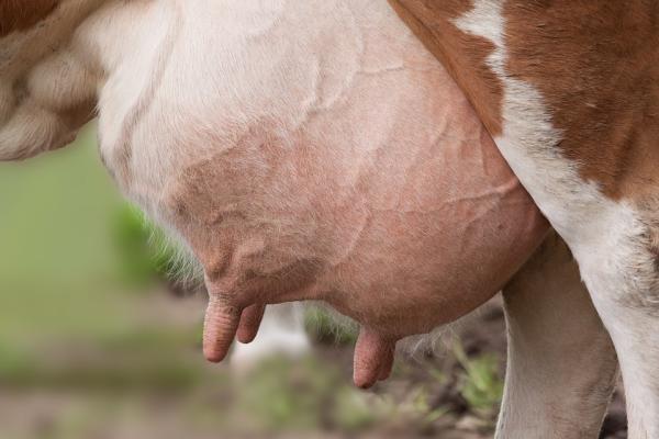 Maravilla láctea La vaca Mandya produce leche sin parir