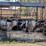 Productores Buscan LICONSA Hay Lista de Espera