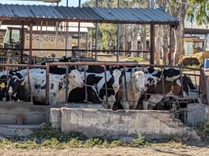 Productores Buscan LICONSA Hay Lista de Espera
