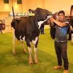 Querétaro Imparable en Leche Holstein