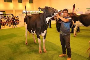Querétaro Imparable en Leche Holstein