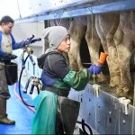 Redadas en Ranchos Lecheros Amenaza a La Leche