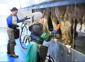 Redadas en Ranchos Lecheros Amenaza a La Leche