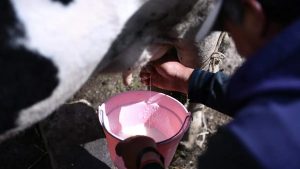 Acajete Productores Se Unen a LICONSA