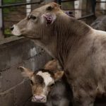 Alerta Sanitaria Casos de Rabia Preocupan en Zacatecas