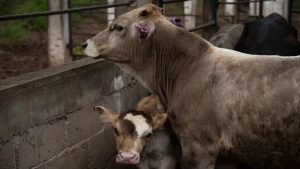 Alerta Sanitaria Casos de Rabia Preocupan en Zacatecas