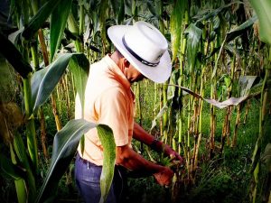 Campeche, Pilar de la Autosuficiencia Alimentaria