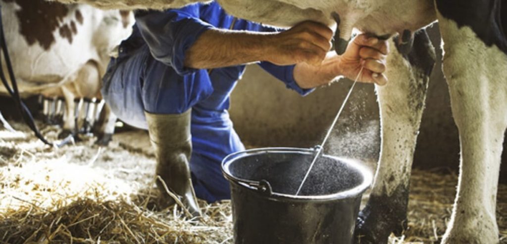 Crisis en Ahome Amenaza de Baja de Precio de la Leche