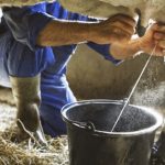 Crisis en Ahome Amenaza de Baja de Precio de la Leche