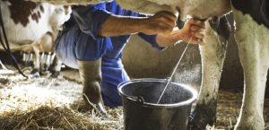 Crisis en Ahome Amenaza de Baja de Precio de la Leche