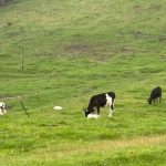 Crisis en el Campo Jóvenes Ganaderos Migran a EE.UU.