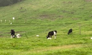 Crisis en el Campo Jóvenes Ganaderos Migran a EE.UU.