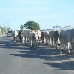 Esperanza en Ahome Ganaderos Buscan Consolidación